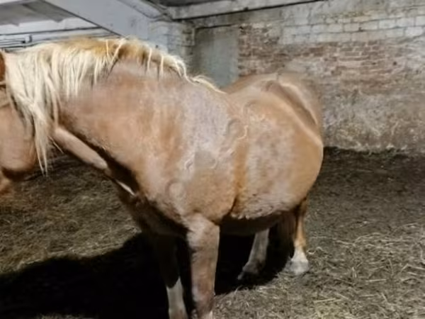 Konji (partija, pol nije naveden), Коњи — Русија