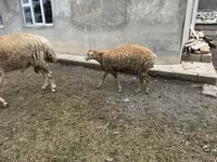 Biri-biri betina, Sheep — foto 4
