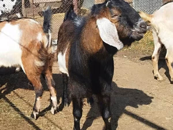 Jarac, Nubian Goat