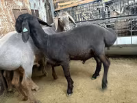 Beran, Arashan sheep — foto 3