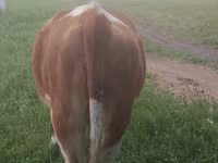 گاو ماده, Simmental cattle — عکس 1