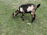 بز ماده, Nubian Goat — عکس 1