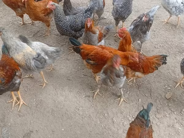 Chickens