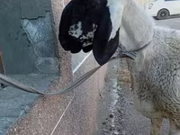 Kambing jantan, Arashan sheep — foto 1