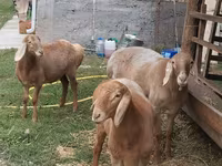 میش, Arashan sheep — عکس 5