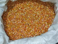 🌽Семена Гибрид Кукуруз "Октябрь 70 ТВ" Обладает высоким потенциалом — عکس 3