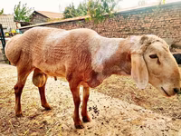 Ram, Arashan sheep — photo 5
