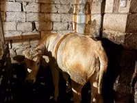 ثور, الماشية — الصورة 2