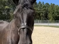 Бие, Percheron — 5-сурет