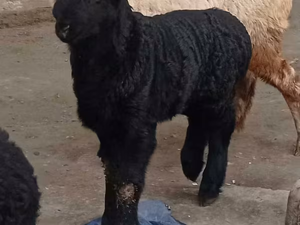 Qoç, Edilbay sheep