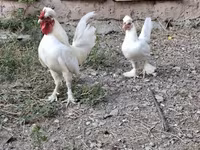 Chickens — عکس 1