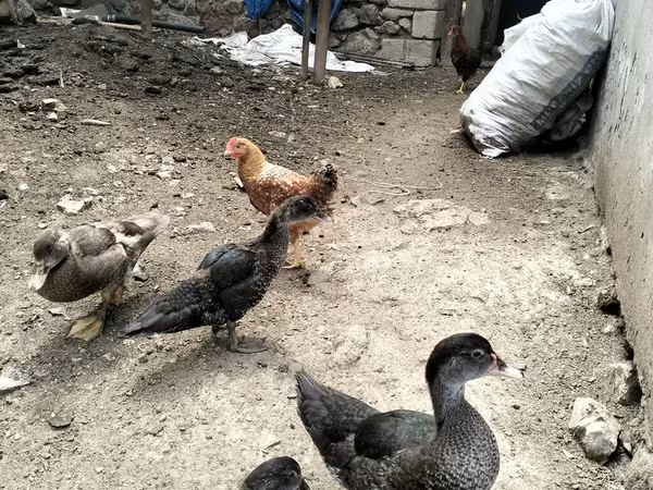 ডোমেস্টিক মস্কোভি