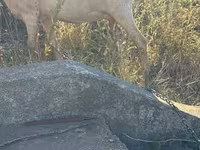 Goat, Goats — photo 3