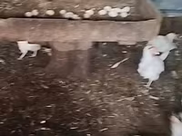 Chickens — 사진 3
