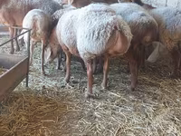 Ovca, Arashan sheep — fotografija 3