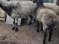 بھیڑ, بھیڑیں — تصویر 2