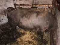 گاو نر, Charolais cattle — عکس 3