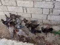 Ducks — ፎቶ 4