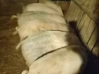 Eber, Schweine — Foto 3