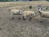 แกะตัวเมีย, Cerry Hill sheep — รูปภาพ 3