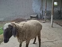قوچ, Blackheaded Persian sheep — عکس 6