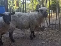 Vædder, Shroshire sheep — foto 3