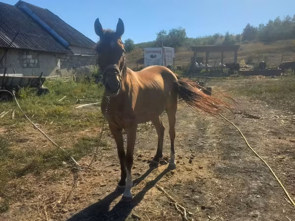 ሴት ፈረስ, Horses