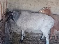 Pecora, Pecore — foto 1