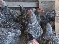 Chickens — fotografija 3