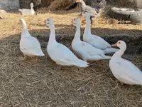 Ducks — புகைப்படம் 4