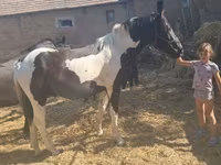 Kůň, Nonius horse — foto 6