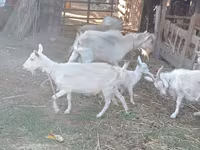 Cabra, Dutch Landrace goats — foto 4