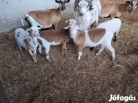 Хонь (бүлэг, хүйс заагаагүй), Cameroon sheep — 6 зураг