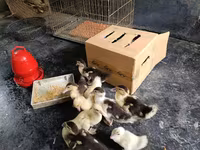 Ducks — عکس 3
