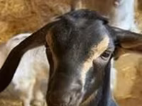 Ged, Nubian Goat — foto 4