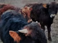 Bik, Swiss cattle — fotografija 2