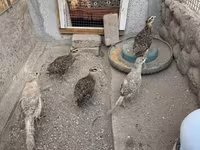 Guinea fowl — புகைப்படம் 6