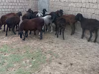 Beran, Hissar sheep — foto 2