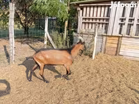 Bak, Alpine goat — 5. fotó