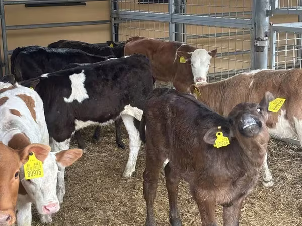 公牛, Cattle