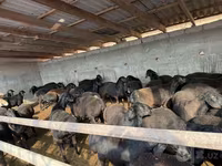 قوچ, Hissar sheep — عکس 3