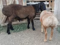 Bélier, Arashan sheep — photo 2