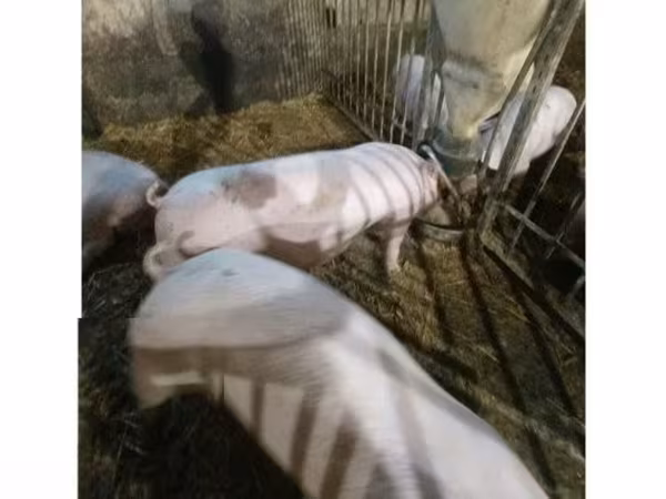 Sow, Pigs — Hungary