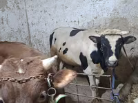 Бух, Russian Black pied cattle — 3 зураг