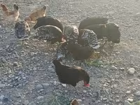 Turkeys — fotografija 1