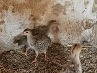 Guinea fowl — عکس 1