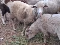 பெண் ஆடு, Merino sheep — புகைப்படம் 2