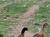 Indian Runner — photo 6