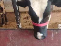 گاو نر, Russian Black pied cattle — عکس 1