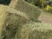 Продам тюки люцерны — عکس 2
